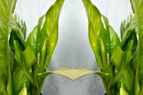 Comigo Ninguém Pode