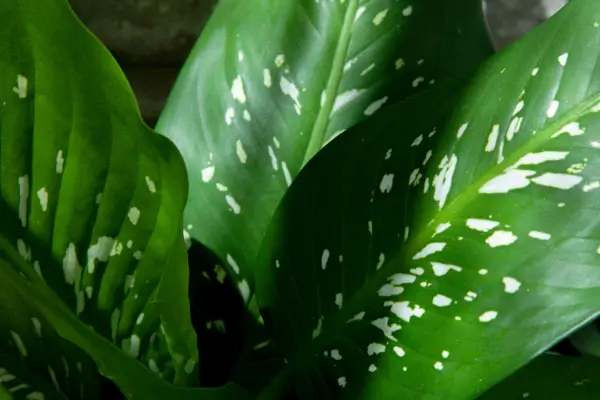 Comigo Ninguém Pode